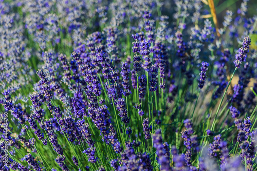 Blooming lavender plantation in summer
