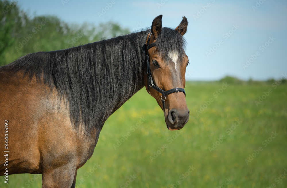 Horse with its long black mane and black leather bridle is standing in the field and looking at a camera.