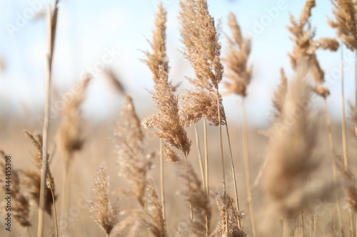 flowering lush spikelets develop in the wind in the field