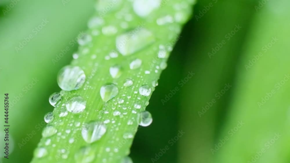 Slow Motion Shot of Droplet Falling from Fresh transparent dew. Morning diffuse lighting. Macro mode. Slow Motion Shot of Droplet Falling from Fresh transparent dew. Morning diffuse lighting. Macro mode.