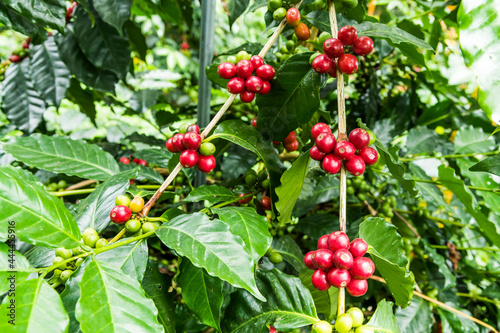 Coffee trees with coffee beans on cafe plantation of Yunlin, Taiwan.