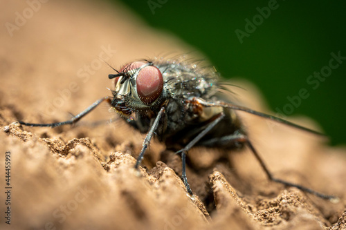 A close-up of a fly with large red compound eyes and a hairy black body.