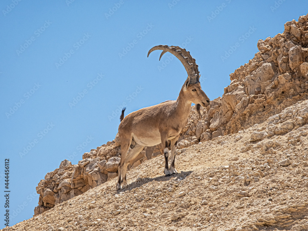 Nubian ibex or Capra Nubiana, a desert wild goat on a rock