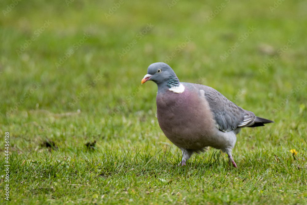Left side of Common Wood Pigeon (Columba palumbus) walking on green grass Left side of Common Wood Pigeon (Columba palumbus) walking on green grass