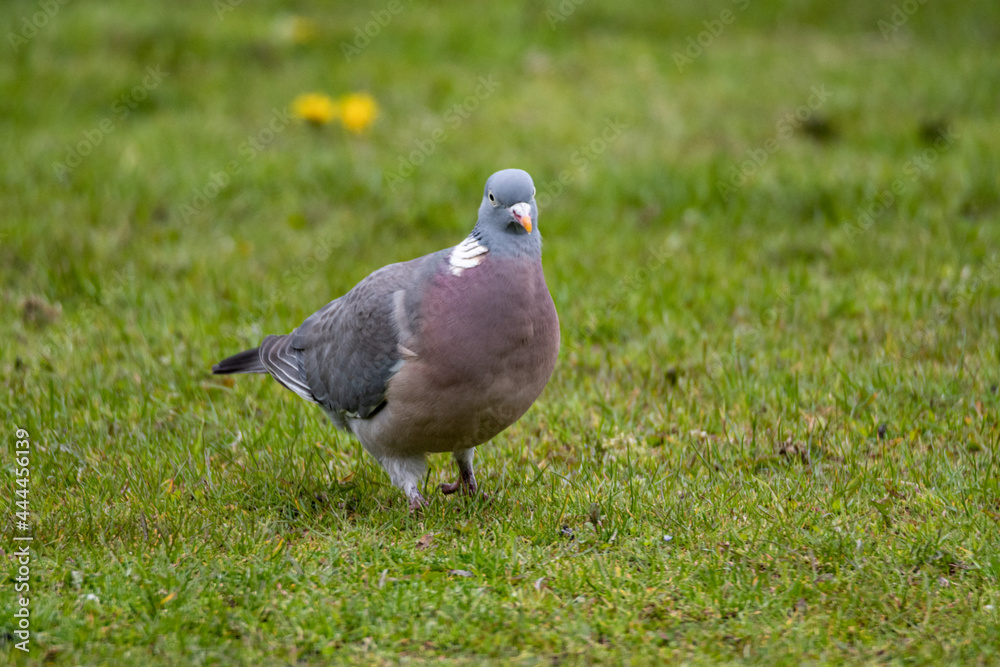 Right side of Common Wood Pigeon (Columba palumbus) walking on green grass Right side of Common Wood Pigeon (Columba palumbus) walking on green grass