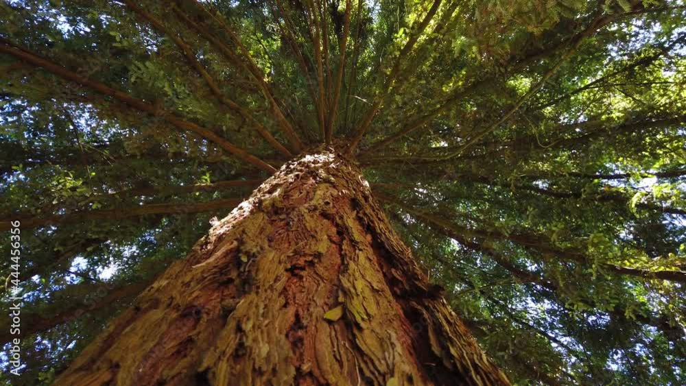 Big sequoia tree. Ground view from a sequoia. Tree rotation. 