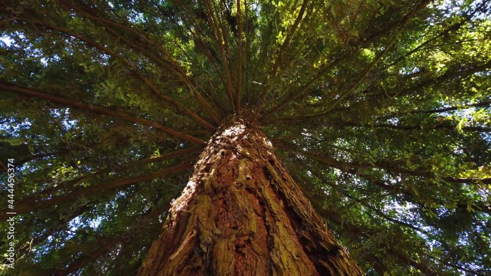 Big sequoia tree. Ground view from a sequoia. Tree rotation. 