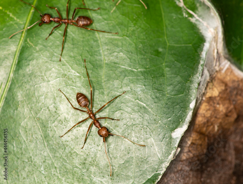 ginger african ants go about their daily activities on a green leaf 