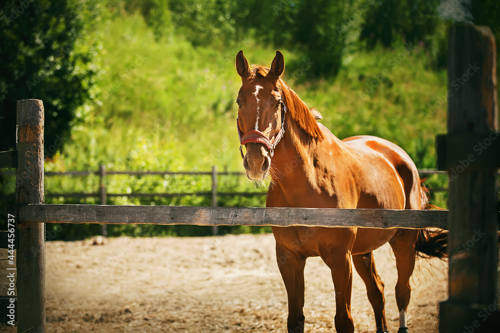 A beautiful unsaddled sorrel horse with a halter on its muzzle stands in a paddock with a wooden fence on a farm on a sunny summer day. Livestock. A beautiful unsaddled sorrel horse with a halter on its muzzle stands in a paddock with a wooden fence on a farm on a sunny summer day. Livestock.