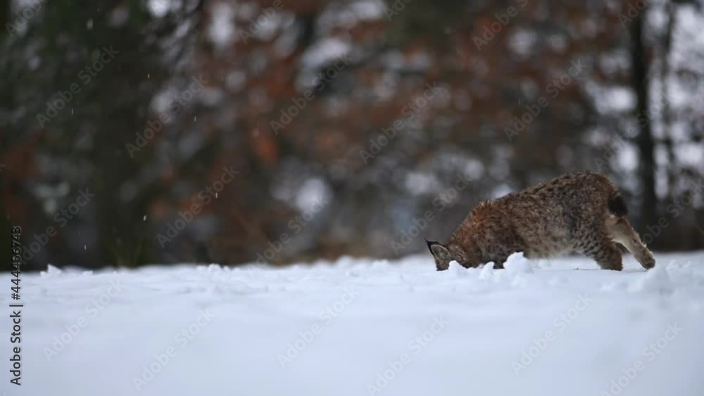 The Eurasian lynx (Lynx lynx), wild animal, medium sized cat, slow motion, in forest at winter, snow all around The Eurasian lynx (Lynx lynx), wild animal, medium sized cat, slow motion, in forest at winter, snow all around