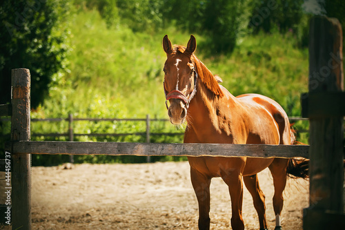 A beautiful unsaddled sorrel horse with a halter on its muzzle stands in a paddock with a wooden fence on a farm on a sunny summer day. Livestock.