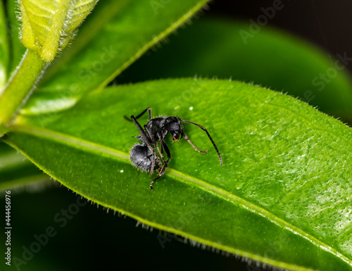 macro shooting of African black ants on green foliage 