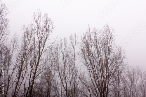 Poplar canopies without leaves in winter on a foggy day. Selective focus. Mysterious trees. © Rodrigo