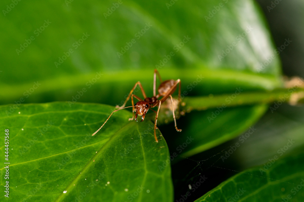 ginger african ants go about their daily activities on a green leaf ginger african ants go about their daily activities on a green leaf