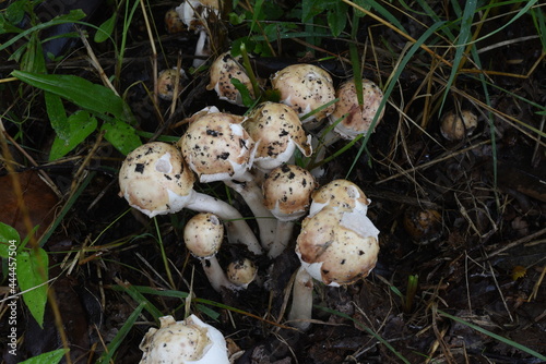 False parasol (Chlorophyllum molybdites). Agaricaceae poisonous mushroom. 