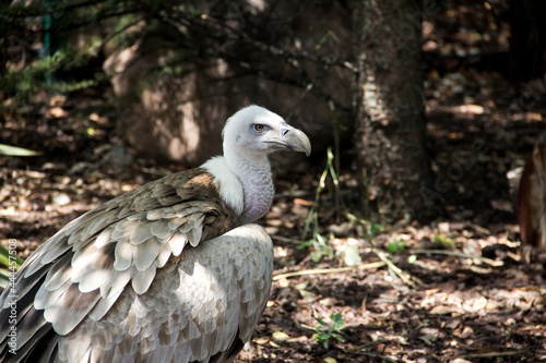 Griffon vulture with large white feathers and beak.