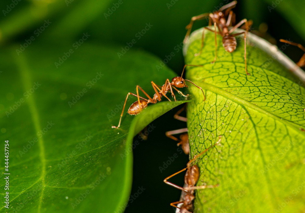 ginger african ants go about their daily activities on a green leaf ginger african ants go about their daily activities on a green leaf