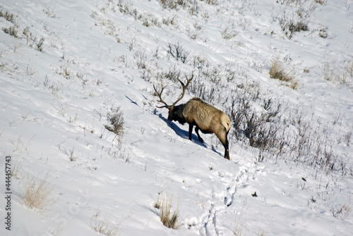 Bull Elk Foraging in Snow