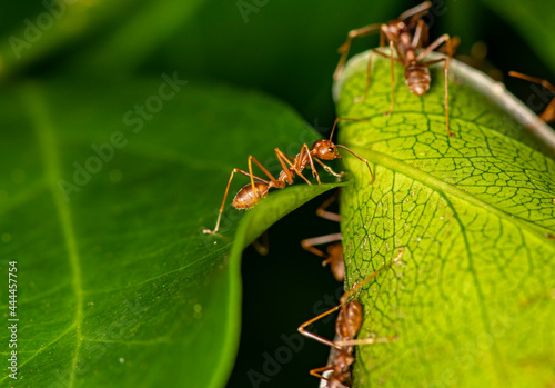 ginger african ants go about their daily activities on a green leaf 