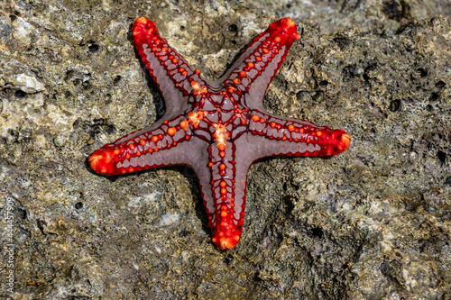 macro shooting of marine life at low tide on a coral reef 