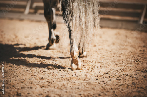 A rear view of a gray horse with a light tail, which steps with its hooves on the sand in the arena at a dressage competition on a sunny day. Equestrian sports. Horse riding.