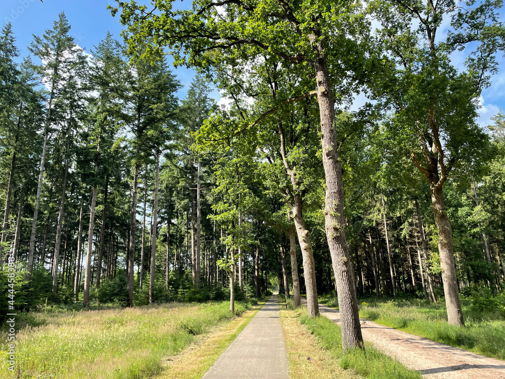 Forest around Boschoord in Drenthe Forest around Boschoord in Drenthe