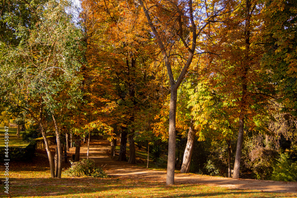 Fall colors in a park with lush trees and fallen leaves.