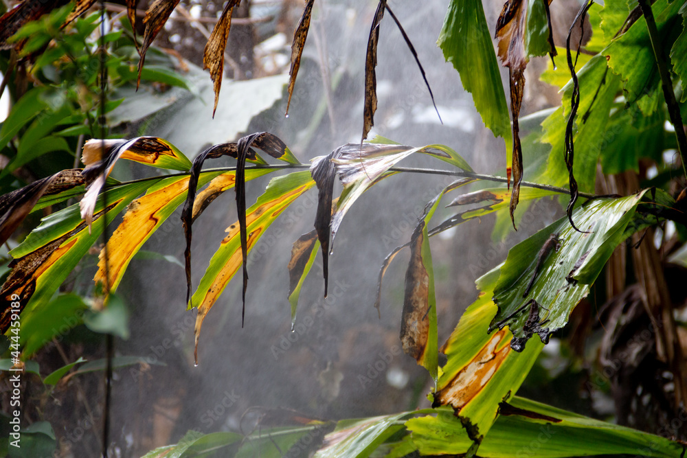 Naklejka premium Tropical background. Palm leaves full of humidity and tropical rain. Selective focus.