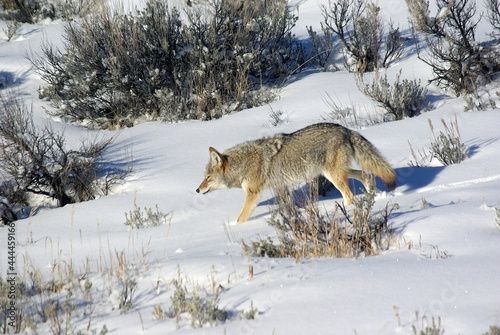 coyote walking through snowy sage brush