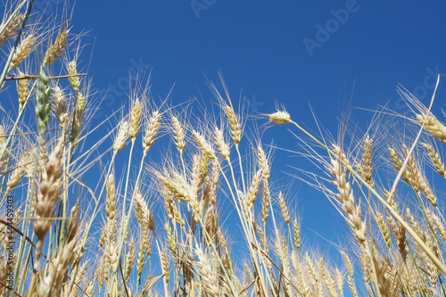 ears of wheat against the blue sky