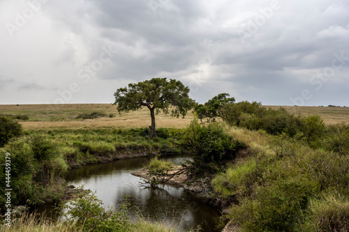 beautiful African landscape with trees and endless bush  © константин константи