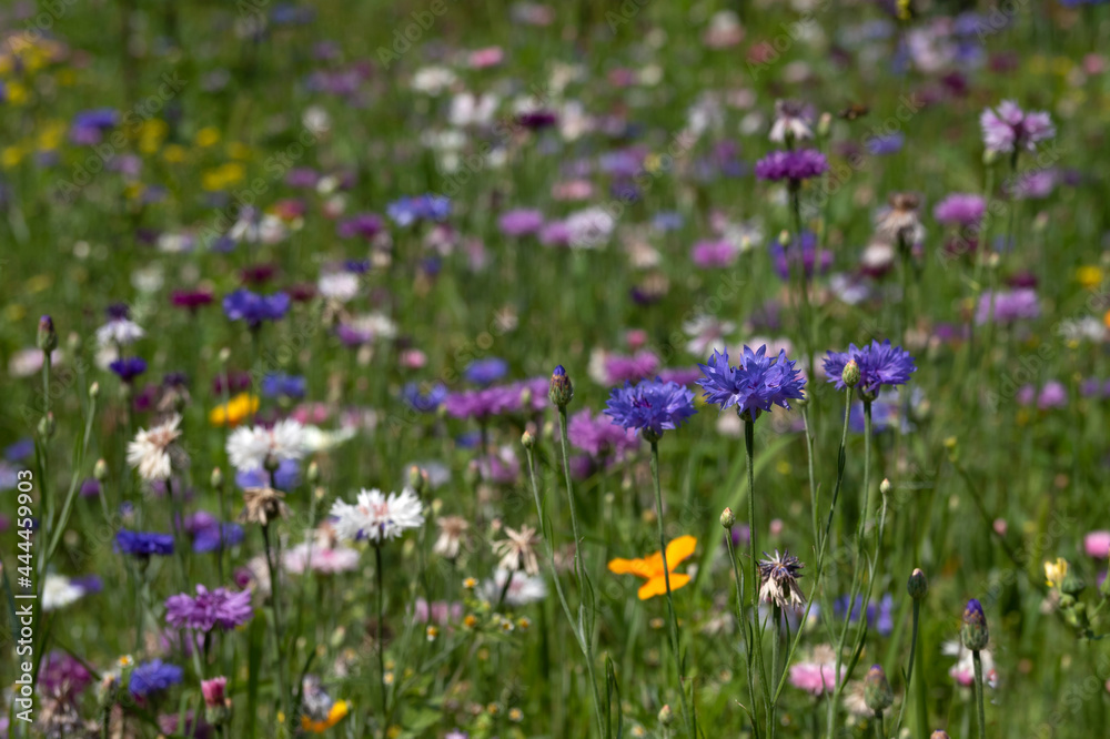 Colourful cornflowers on the background of a flower meadow Colourful cornflowers on the background of a flower meadow