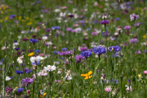 Colourful cornflowers on the background of a flower meadow © Joanna Posiak