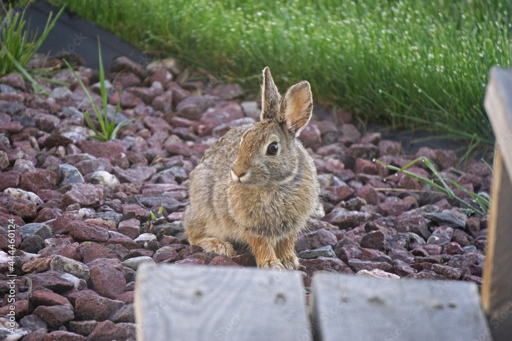 Fototapeta premium cottontail rabbit sitting on rocks
