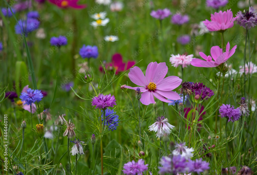 Purple cosmos flowers on a flower meadow