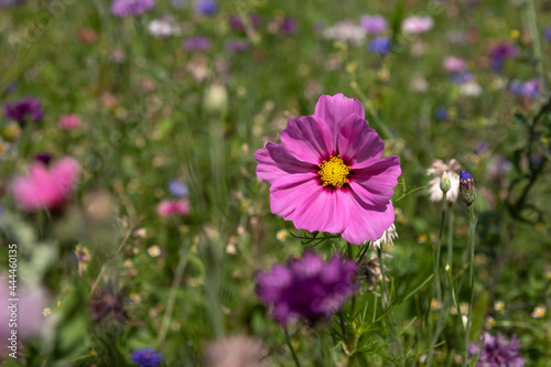 Purple cosmos flowers on a flower meadow