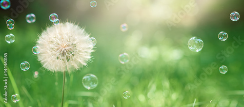 big white dandelion and soap bubbles