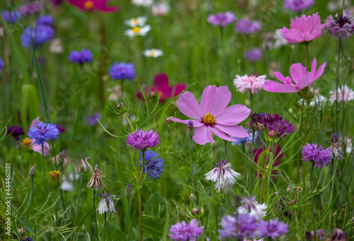 Purple cosmos flowers on a flower meadow