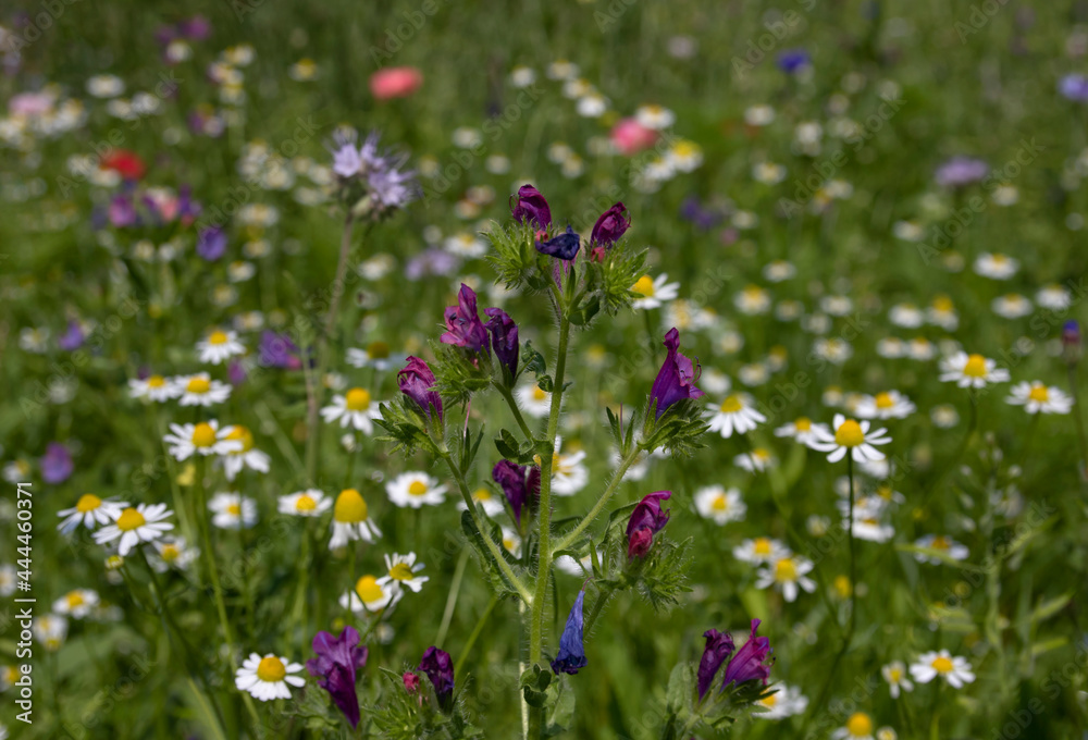 Colourful summer flowers in a flower meadow