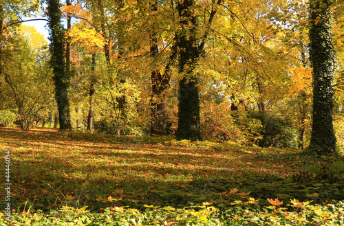 Autumn trees in golden, orange and yellow colours in the park