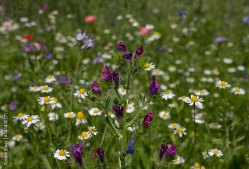 Colourful summer flowers in a flower meadow