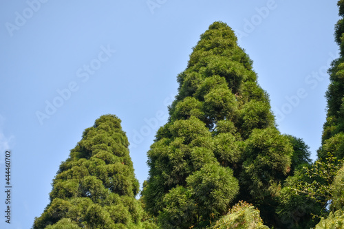 Himalayan Subtropical Pine Forest with cloudy blue sky. © SULTAN