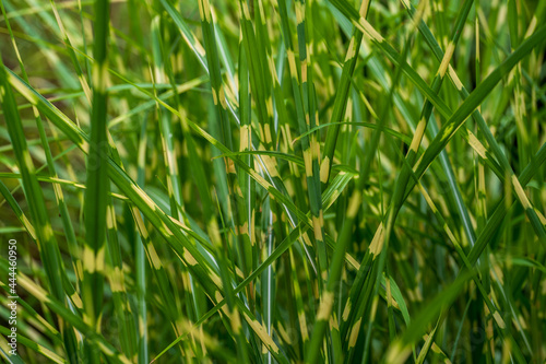 green white grass background