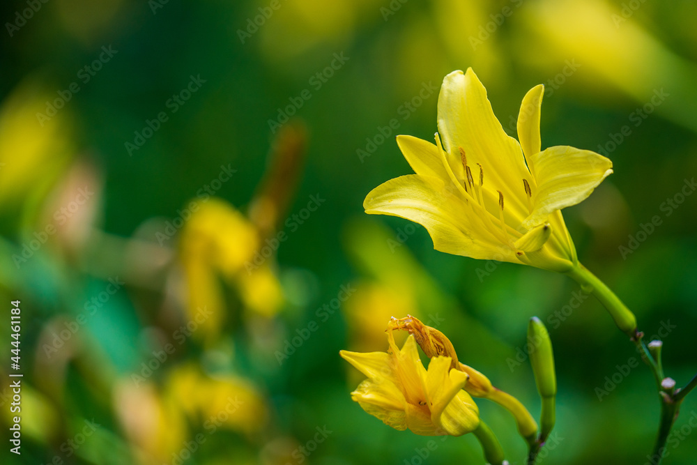 Fototapeta premium yellow lily flower on blurred background