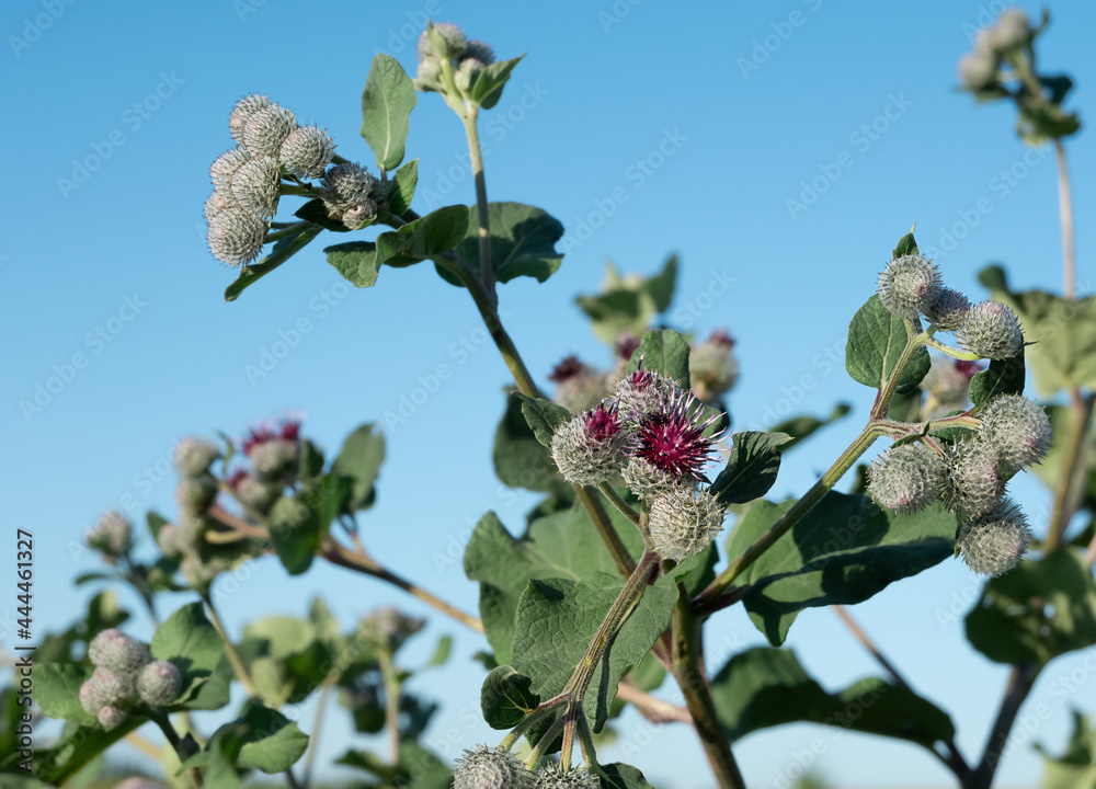 burdock bush with purple flowers against the sky burdock bush with purple flowers against the sky