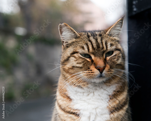 Close up portrait of a calm, silent mackerel tabby stray cat outdoors looking away.