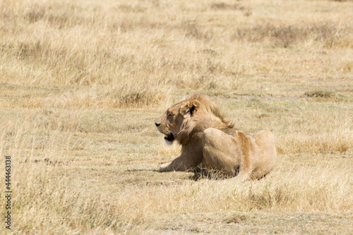 Lion on Ngorongoro Conservation Area crater  Tanzania