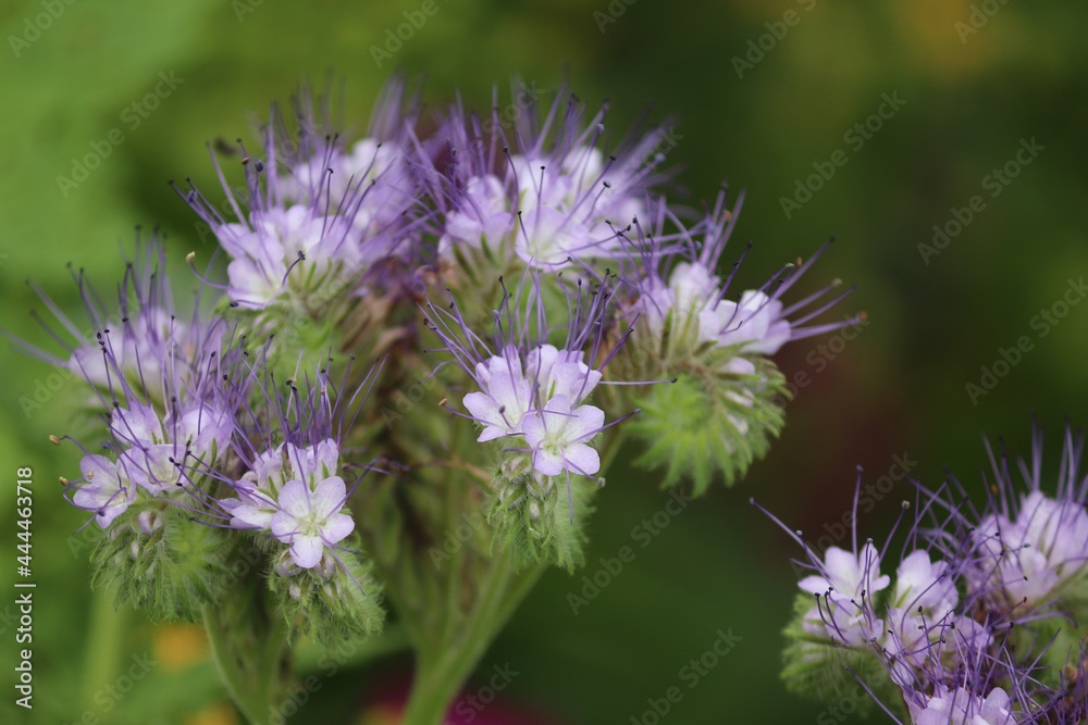 lila Blüten des Bienenfreundes lila Blüten des Bienenfreundes
