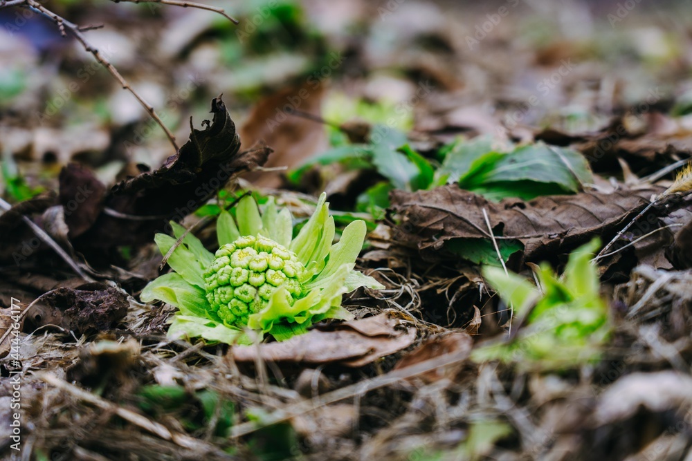 Obraz premium 東北の春に芽を出す山菜ふきのとう