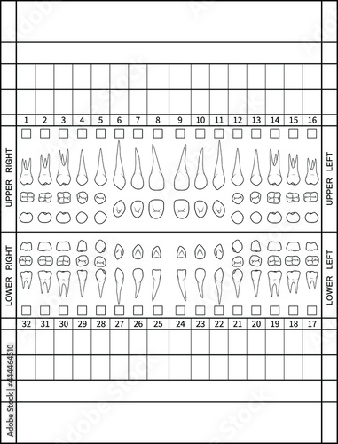 Dental chart. Human teeth with roots numbering chart for adult teeth. Dentist numbering system. Vector. Illustration.